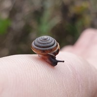 Zweizähnige Laubschnecke JPG.jpg